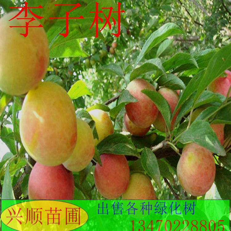 李子苗、味王李子苗批发、李子苗价格、李子嫁接苗、自产自销