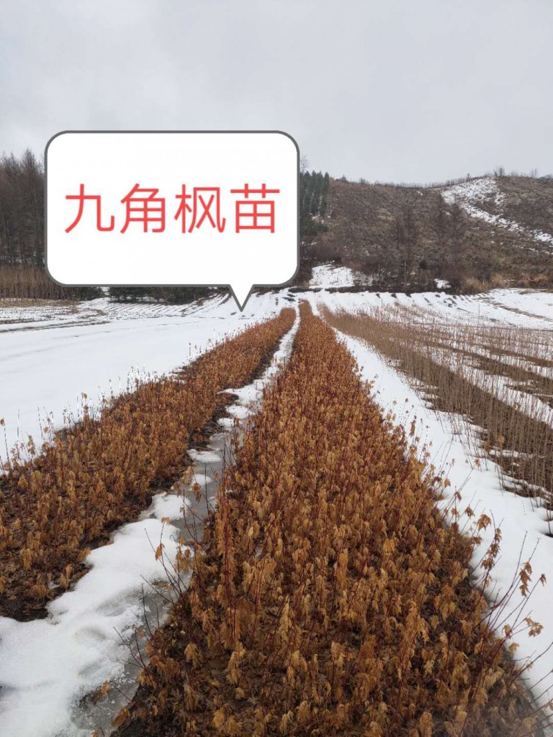 茶条槭小苗 辽宁茶条槭小苗 基地直销