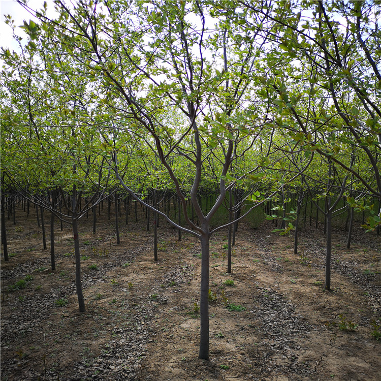 怡景园林苗圃 丛生紫叶椆李 紫叶稠李苗木 欢迎选购