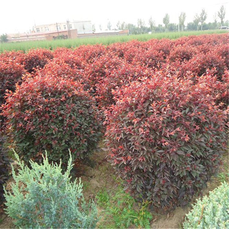 辽宁沈阳紫叶风箱果 紫叶风箱果苗  批发紫叶风箱果