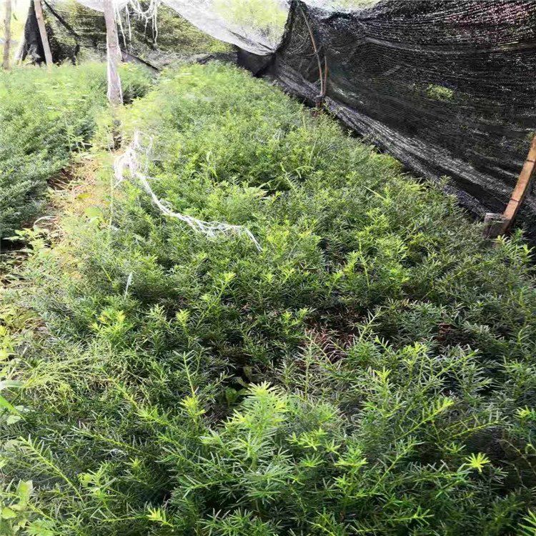 启运苗木 红豆杉苗   曼地亚红豆杉 苗圃供应