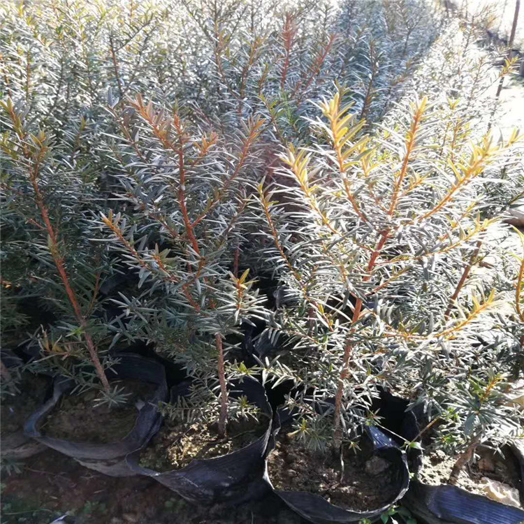 启运 红豆杉树价格 红豆杉树基地 现苗供应