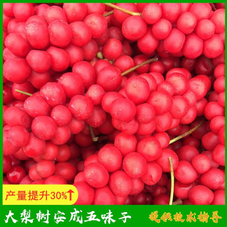 五味子果 凤城市大梨树安成五味子