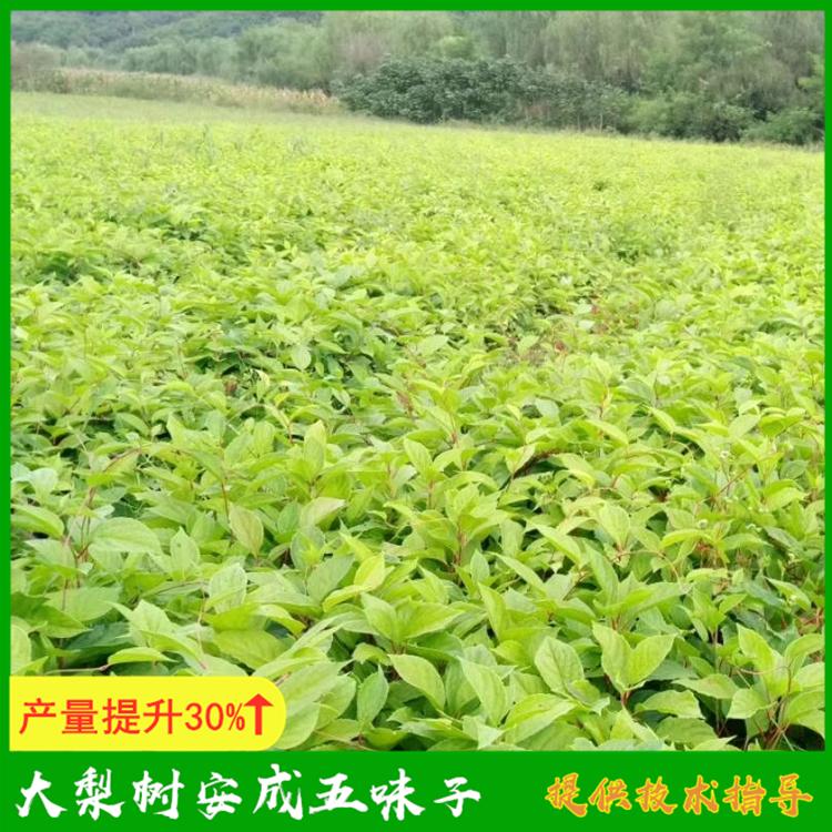 辽宁五味子苗基地批发 售后技术指导 成活率高