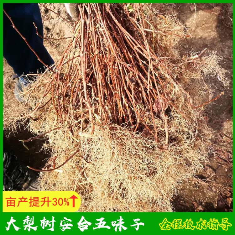 2021年春季五味子苗价格优惠 大量批发可提供建园指导