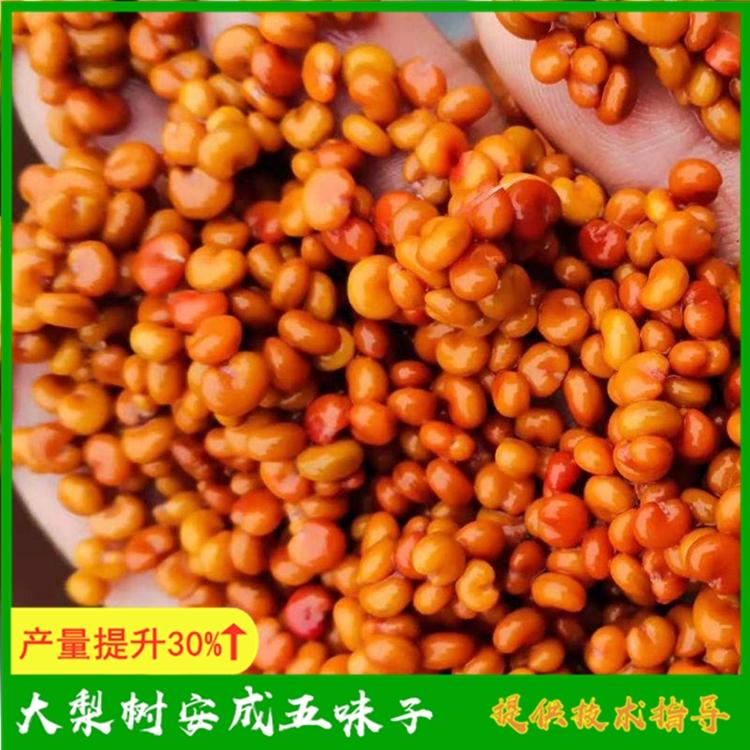 五味子种子价格 大梨树安成五味子