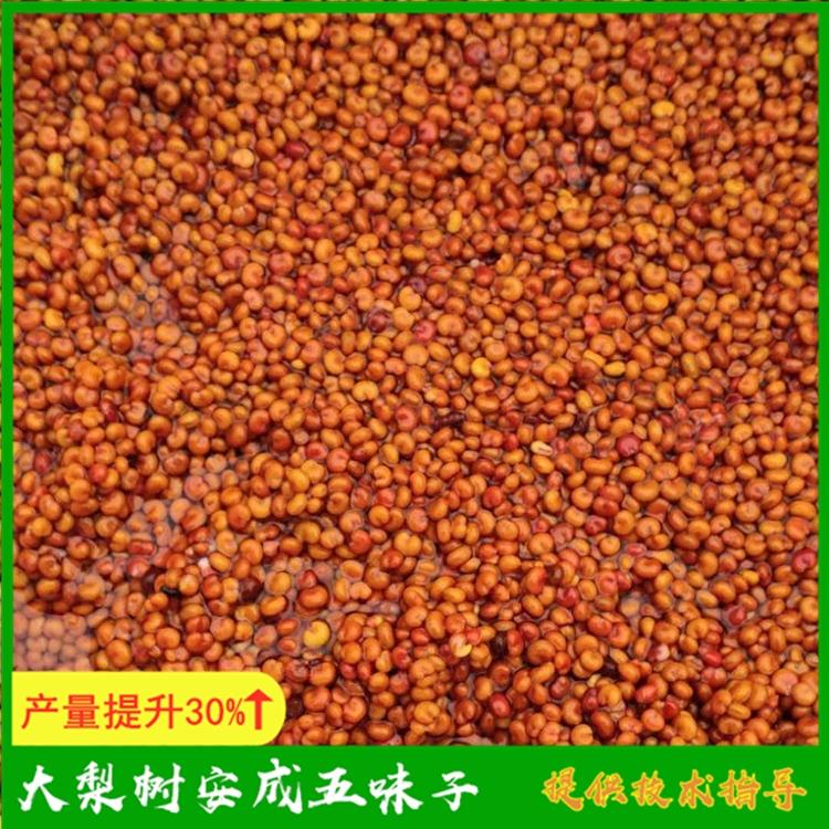 五味子种子批发 量大价格优惠