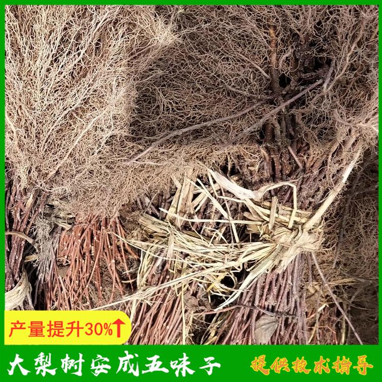 五味子苗价格 大梨树安成五味子