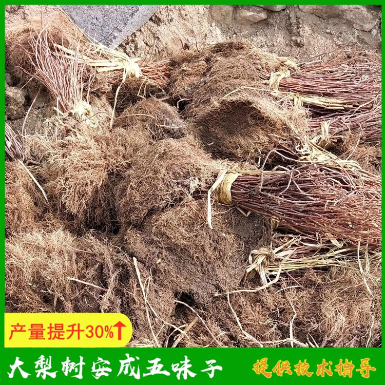 东北五味子苗 大梨树安成五味子