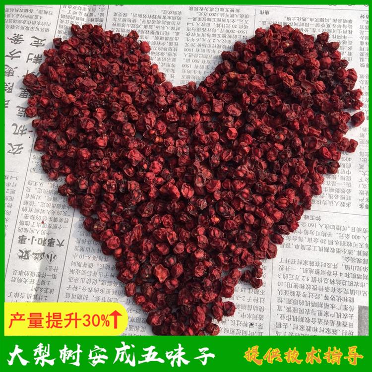 五味子批发 凤城市大梨树安成五味子