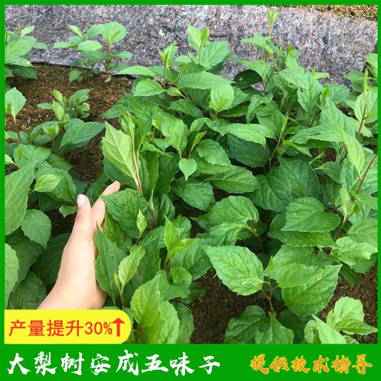 五味子种苗 大梨树安成五味子