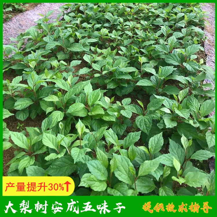 五味子种植 基地直供五味子苗 凤城市大梨树安成五味子
