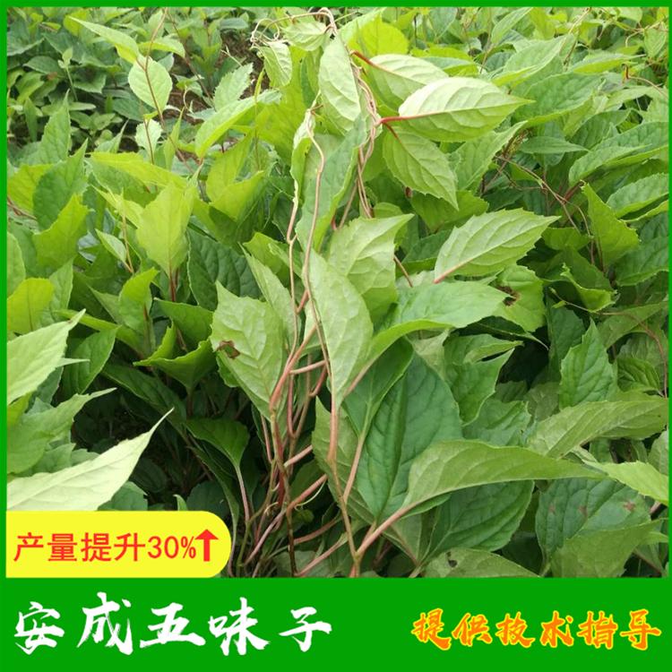 五味子苗价格