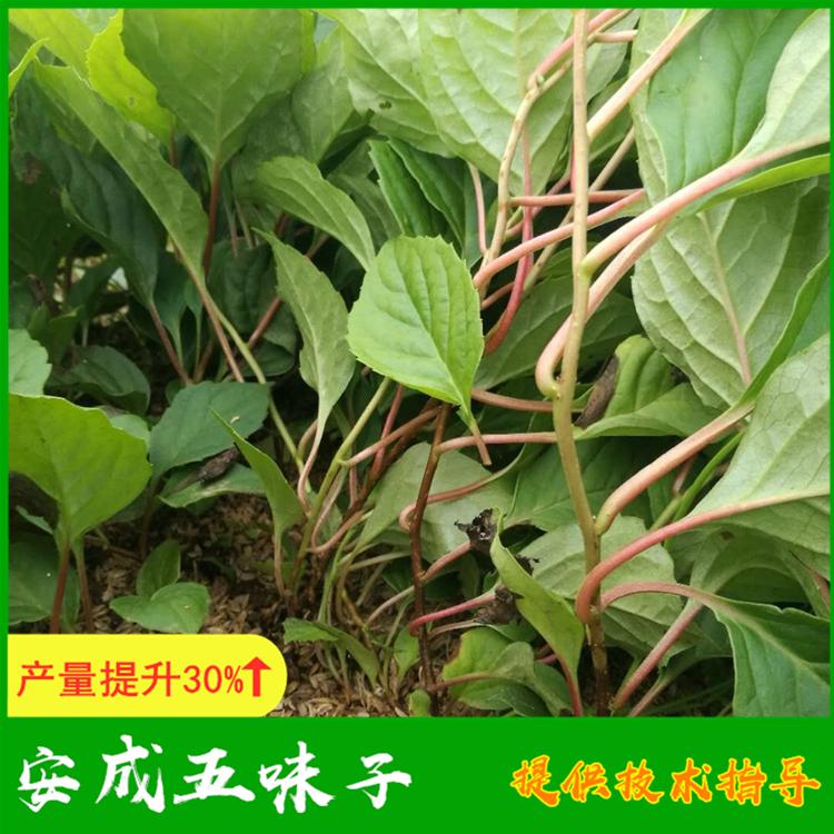 五味子苗厂家 大梨树安成五味子