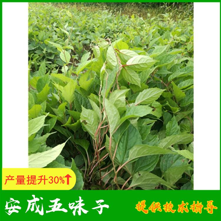 东北五味子苗