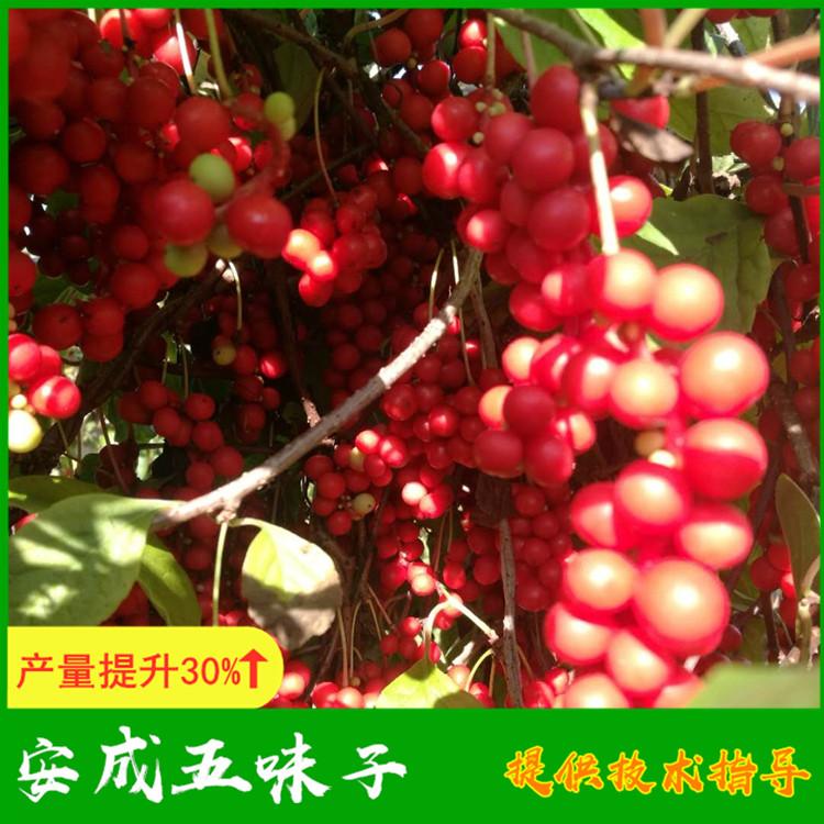 五味子苗木批发