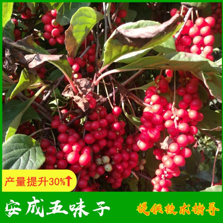 五味子苗木价格 大梨树安成五味子基地