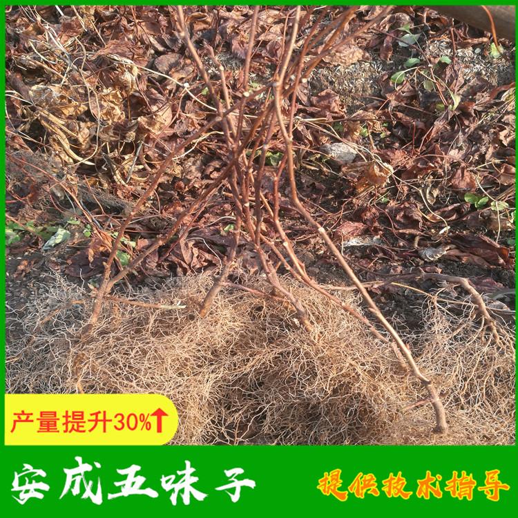 五味子小苗接受春季预定 量大价格优惠