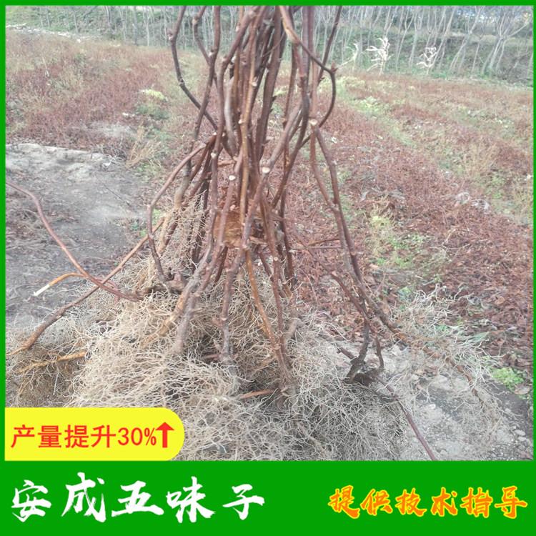 辽宁五味子苗批发价优 100棵起批 成活率高