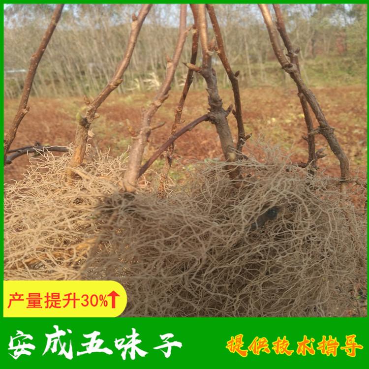 2021年五味子种苗批发价格低 量大优惠就选安成五味子