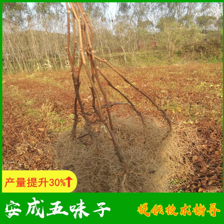 丹东五味子苗批发价优 提供种植技术指导