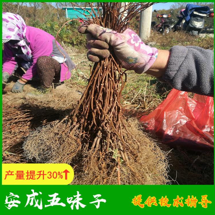 2020五味子苗量大价格从优 辽宁五味子基地 