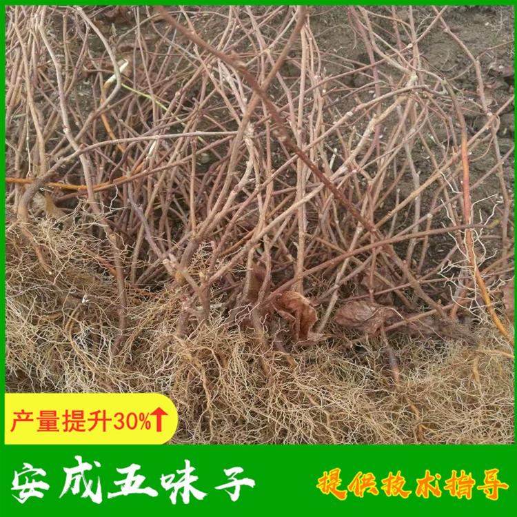 北五味子苗产量高 批发价格从优 丹东产地直发