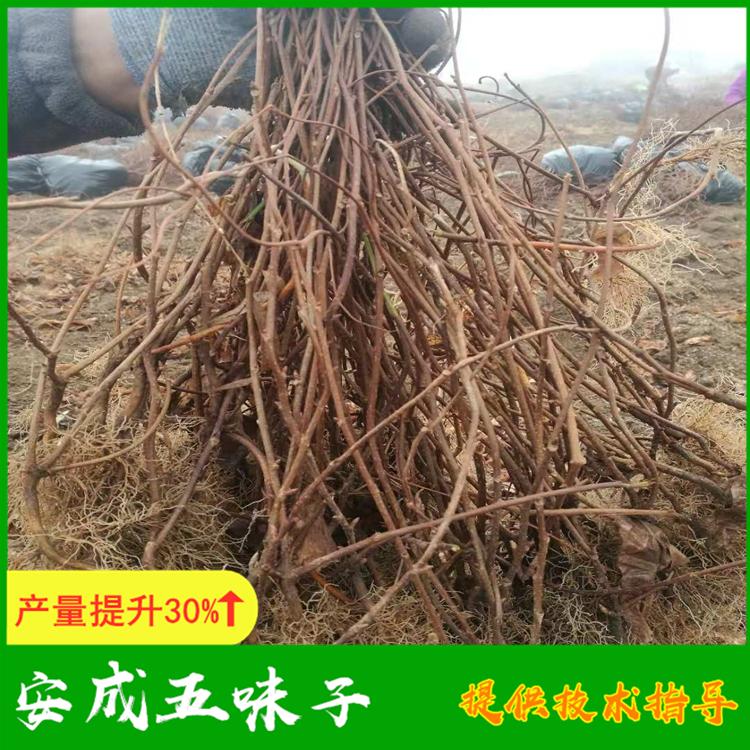 五味子苗繁育基地 自有农场提供种植技术指导