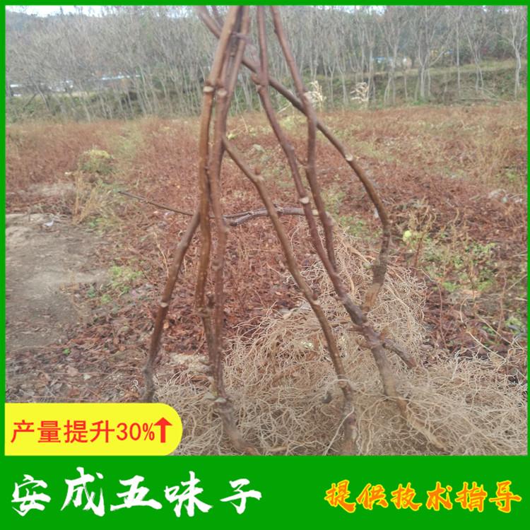 五味子苗批发价格从优 东北五味子繁育基地提供全程跟踪技术指导