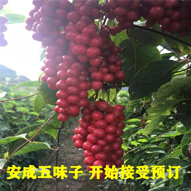 高品质五味子苗 亩产提升30% 五味子苗批发价优