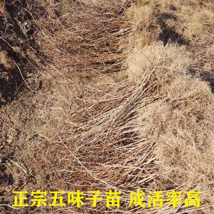 长期供应正宗北五味子种苗，提供技术指导，五味子产业化合作价格优惠
