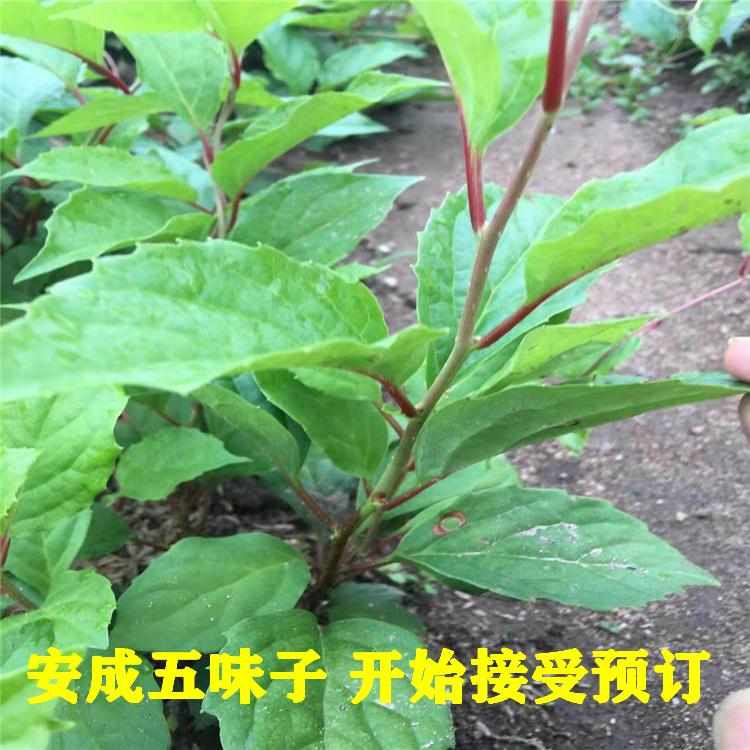 长期供应优良北五味子苗，成活率高的五味子苗基地直销，安成五味子苗量大价格优惠