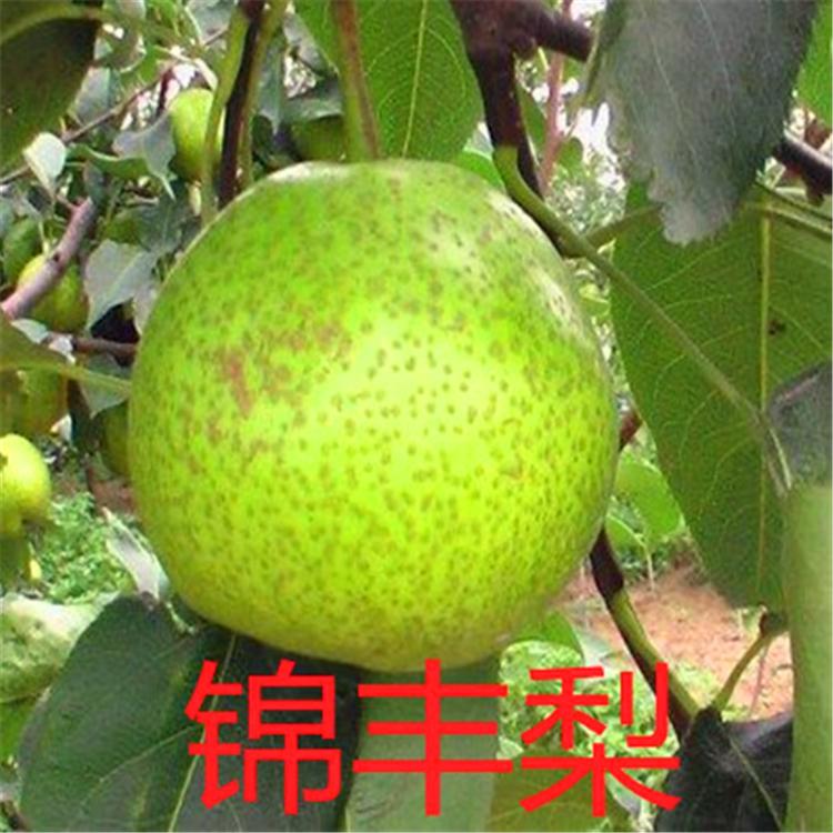 果树苗 苹果苗 苹果梨苗基地 辽宁苹果苗梨树苗 南果梨