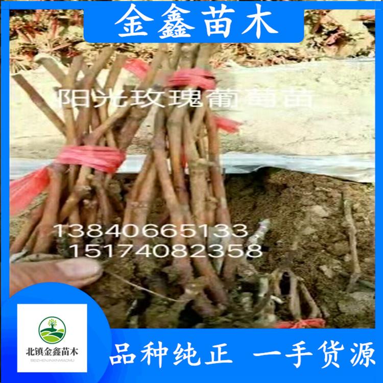 葡萄苗 辽峰葡萄苗 辽峰代收 阳光玫瑰葡萄苗 甜蜜蓝宝石葡萄苗