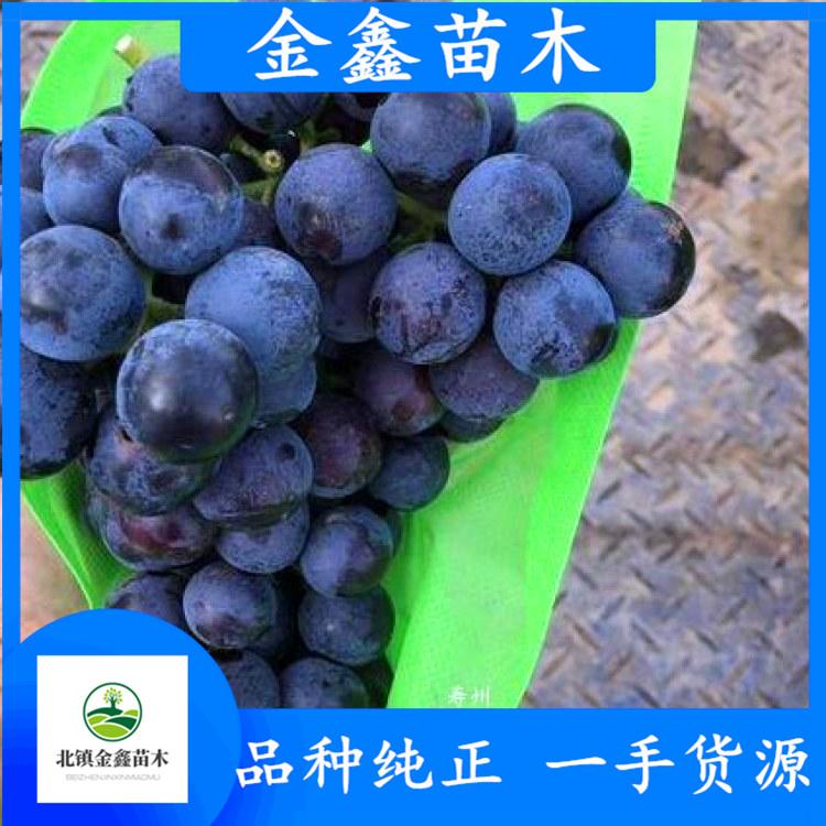 巨峰葡萄辽峰葡萄苗 辽峰代收 阳光玫瑰葡萄苗 甜蜜蓝宝石葡萄苗