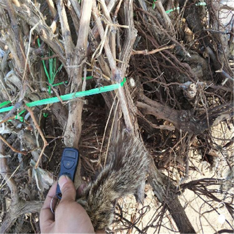 甜蜜蓝宝石葡萄苗批发 嫁接阳光玫瑰葡萄苗 巨峰葡萄苗量大优惠