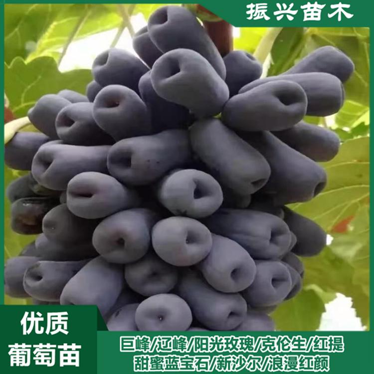 甜蜜蓝宝石葡萄苗 基地大量出售优质品种葡萄苗