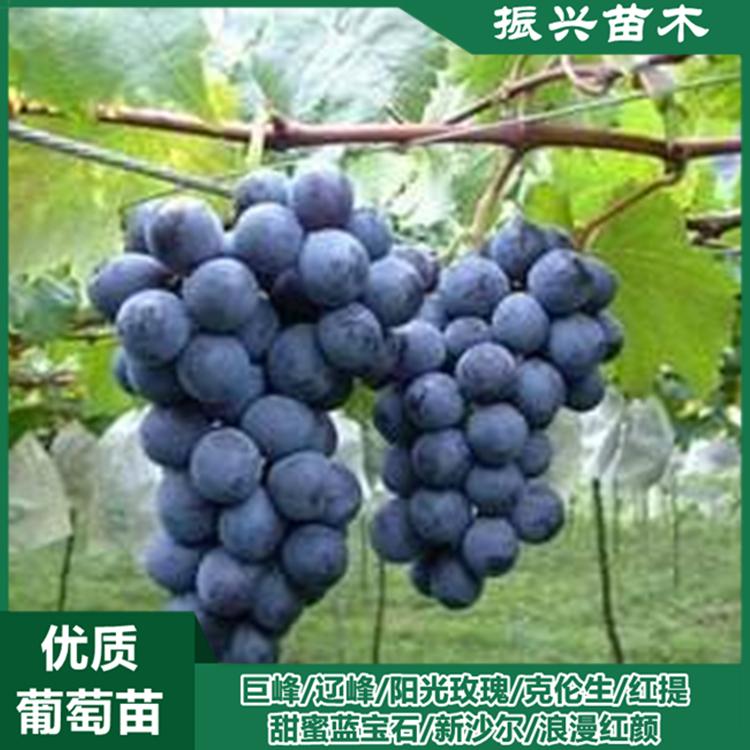 辽峰葡萄苗 辽峰葡萄苗基地 批发直销
