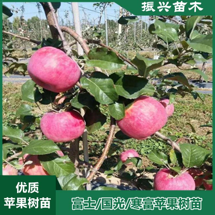 富士苹果树苗 早实性强 苹果树苗基地直销