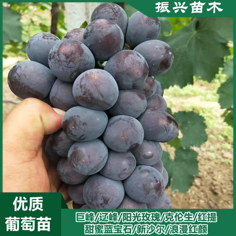 巨峰葡萄苗 嫁接巨峰葡萄苗批发价格