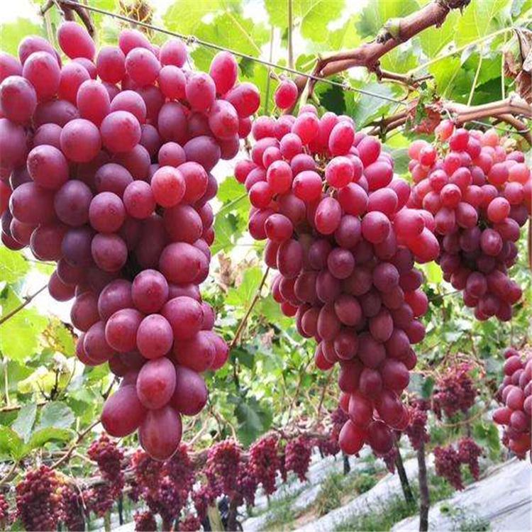 克伦生葡萄 辽宁特产克伦生葡萄 果穗自然 酸甜粒大葡萄