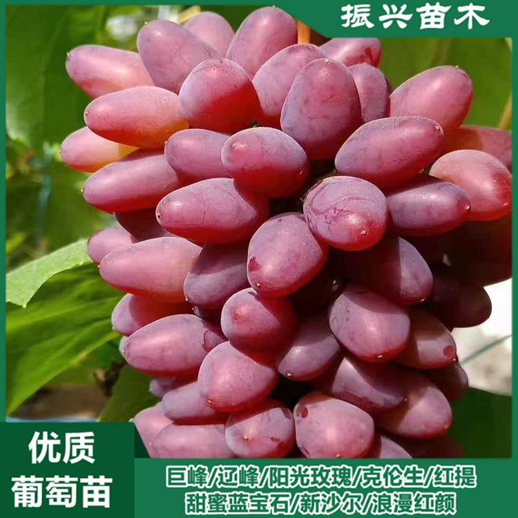 郁金香葡萄苗 振兴葡萄苗产量高易成活 根系发达