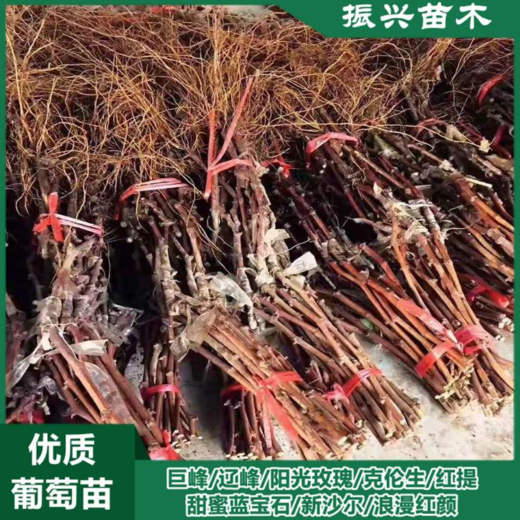 嫁接葡萄苗 巨峰 辽峰 阳光玫瑰葡萄苗根系发达 现挖现发