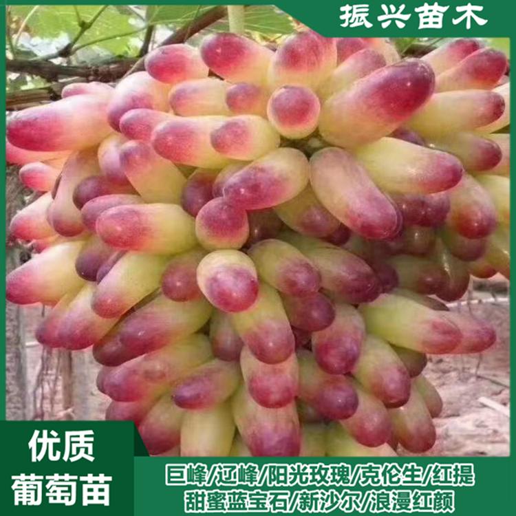 新沙尔葡萄苗 辽宁葡萄苗 全国发货