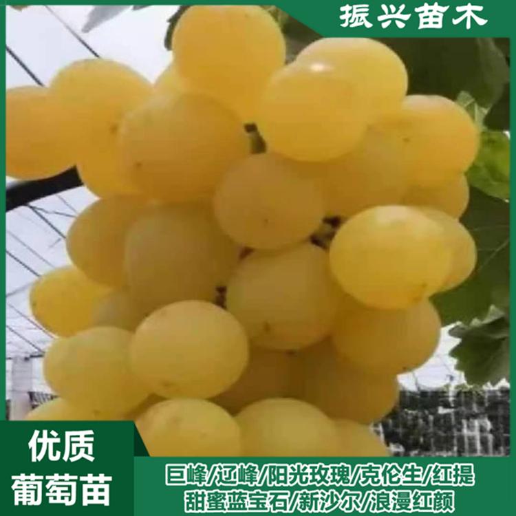 阳光十三葡萄苗 供应新品种葡萄苗 成活高 产量好