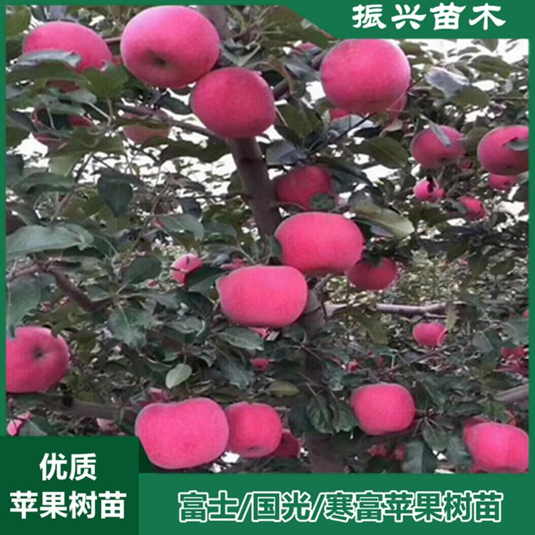 寒富苹果树苗 矮化苹果苗价格 早熟高产 现挖苹果树苗发货