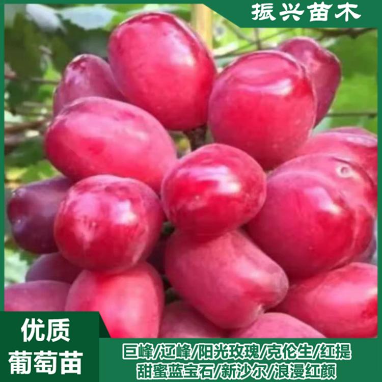 浪漫红颜葡萄苗 苗圃出售各种新品种葡萄苗