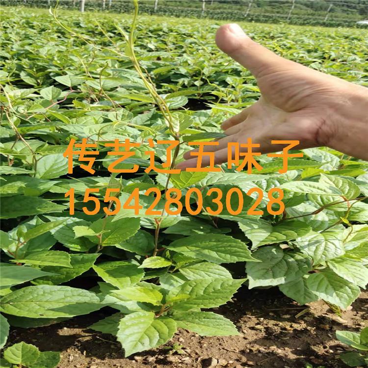 厂家直销 辽宁五味子苗 东北五味子种苗，五味子苗