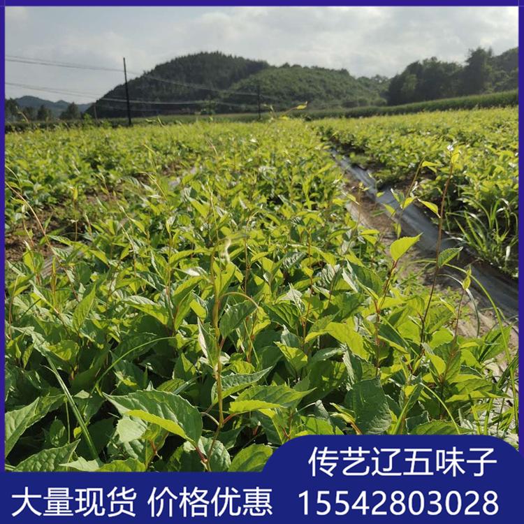 五味子苗易成活 传艺辽五味子 专业 活直发