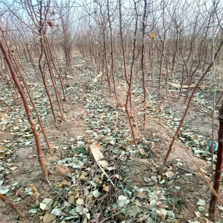 山杏树 二公分四公分 山杏树苗价格 果树苗